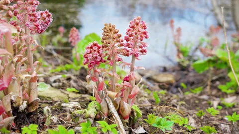 The small common toothwort flowers on the ground Stock Footage 136331969
