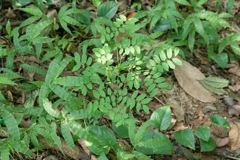 Small Compound Leaf Seedling Among Forest Floor Plants 库存照片