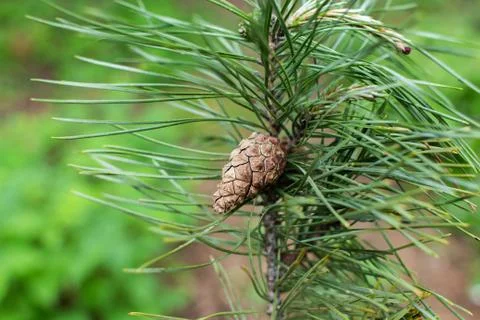 Small cone on a pine tree closeup in the forest Stock Photos