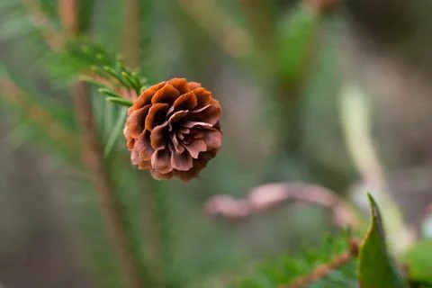 Small cones on the branch Stock Photos