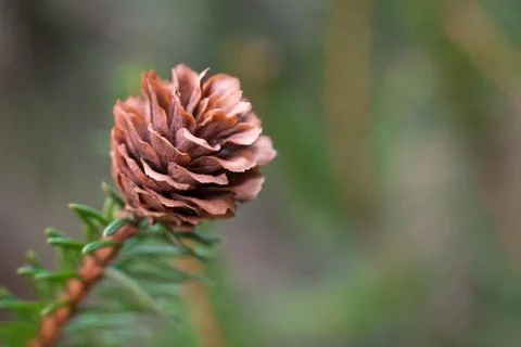 Small cones on the branch Stock Photos