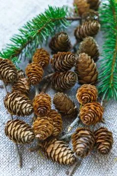 Small cones of larch lie on the table. Stock Photos