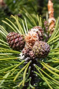 Small cones on a pine branch closeup Stock Photos