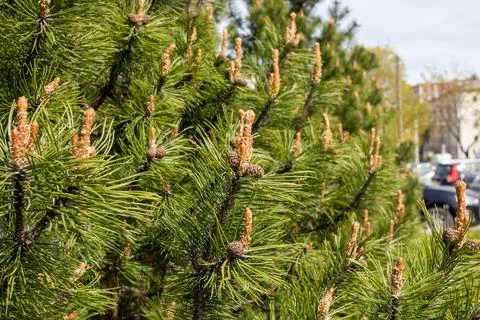 Small cones on a pine branch closeup Stock Photos
