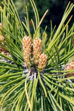 Small cones on a pine branch closeup Stock Photos