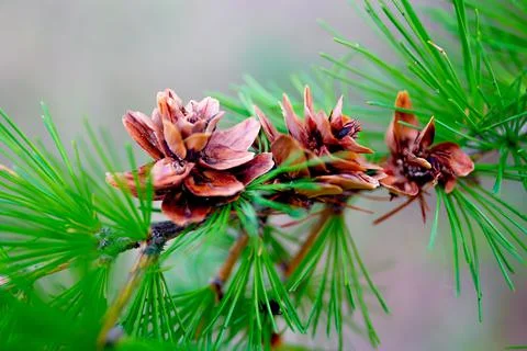 Small cones on a pine branch Stock Photos