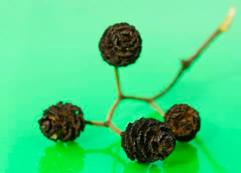 Small cones on the stem Stock Photos