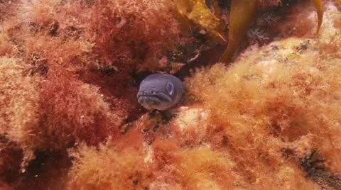 Small conger Stock Footage 12486414