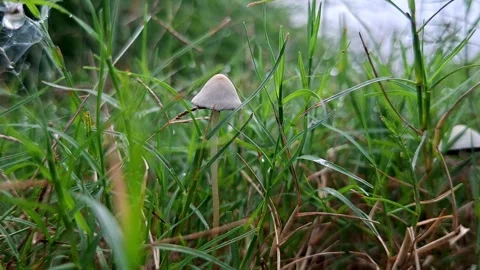 Small Conical Mushroom Sprouting In Green Grass 库存影片 344015572