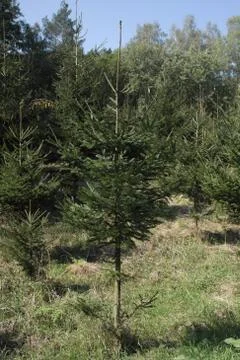 Small conifer Foto stock