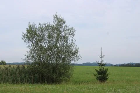 Small Conifer Stock Photos