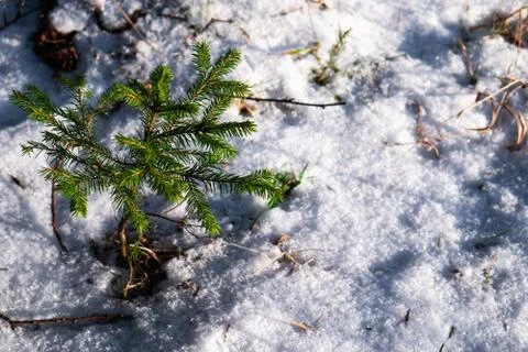 A small conifer tree grows in the forest in winter. Stock Photos