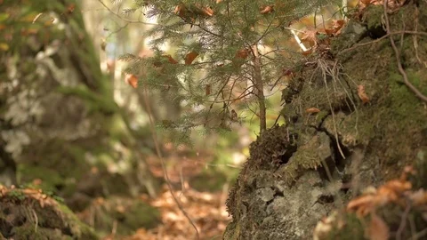 Small conifer tree on a rock in the forest in autumn tilt up and down Stock Footage 98033714