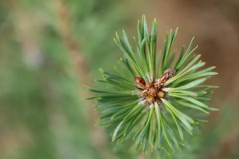 A small conifer tree. Top down photo of the tops of an evergreen tree Stock Photos