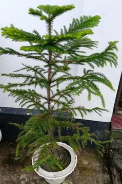 Small conifer tree in a white ceramic pot Stock Photos