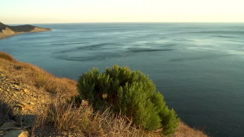 Small coniferous tree growing on the mountain. Stock-Footage 143828257