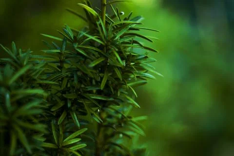 A small coniferous tree grows slowly in the nursery 写真素材