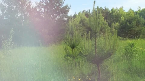 A small coniferous tree stands in the field 스톡 동영상 342594889