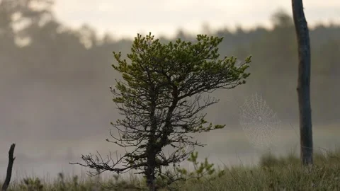 A small coniferous tree in a swamp Stock Footage 317333221