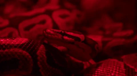 Small Constrictor Snake 動画素材 46993320