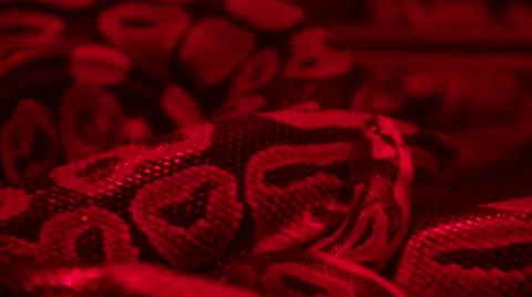 Small Constrictor Snake Stock Footage 46994399
