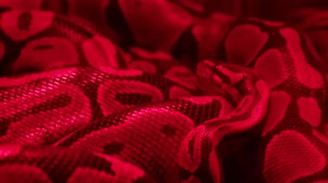 Small Constrictor Snake Stock Footage 46994942