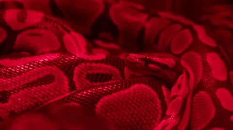 Small Constrictor Snake Stock Footage 46994984
