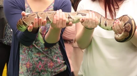 Small Constrictor Snake moving in hands Stock-Footage 49083328