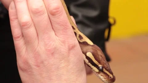 Small Constrictor Snake moving in hands Stock-Footage 49083443