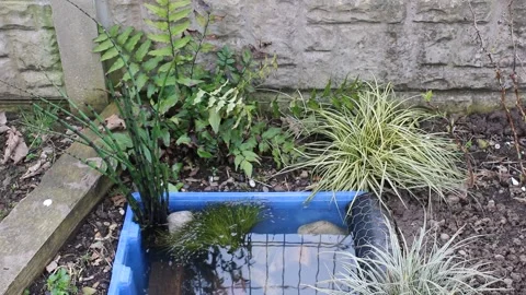 Small Container Pond Vídeo Stock 150680175