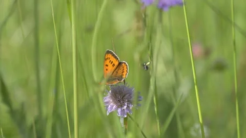 Small Copper Butterfly and Leaf Beetle Interaction on Field Scabious - 4K Stockbeeldmateriaal 336188889