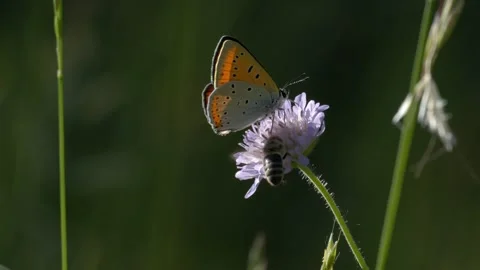 Small Copper Butterfly and Wild Bee Sharing Scabious Flower - 4K Macro Wildlife Vidéo 335833224