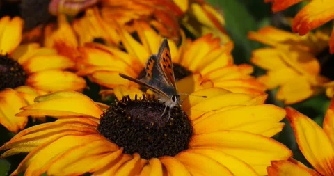 Small Copper Butterfly Feeding Stock Footage 160751510