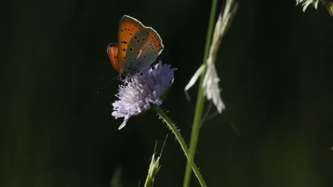 Small Copper Butterfly Feeding on Nectar with Proboscis - 4K Macro Wildlife Stockbeeldmateriaal 335833195