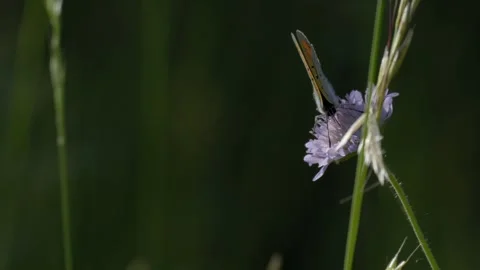 Small Copper Butterfly Feeding on Nectar - 4K Macro Wildlife Slow Motion Stockbeeldmateriaal 335833223