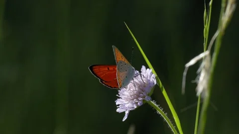 Small Copper Butterfly Feeding on Scabious and Opening Wings - 4K Macro Wildlife Vídeos de archivo 335818938