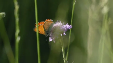 Small Copper Butterfly Feeding on Scabious Flower and Taking Flight - 4K Vídeos de archivo 335832562