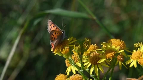 Small Copper Butterfly Stock Footage 245488979