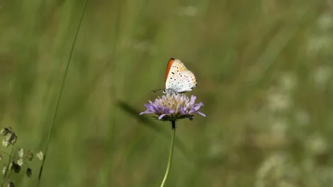 Small Copper Butterfly Foraging on Field Scabious - 4K Wildlife Slow Motion Shot Vídeos de archivo 336187366