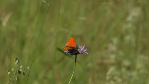 Small Copper Butterfly Foraging on Field Scabious - 4K Wildlife Slow Motion Shot Vídeos de archivo 336187431