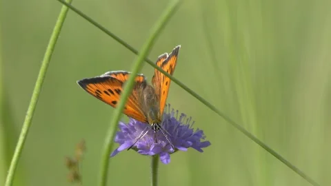 Small Copper Butterfly Foraging on Field Scabious - 4K Wildlife Slow Motion Shot Vídeos de archivo 336188842
