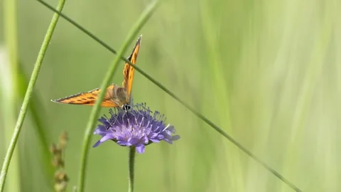Small Copper Butterfly Foraging on Field Scabious - 4K Wildlife Slow Motion Shot Vídeos de archivo 336188843