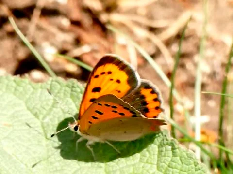 Small copper butterfly on a leaf Stock Photos