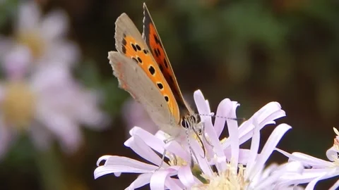 Small copper butterfly  (Lycaena phlaeas) collecting nectar with its proboscis Stock Footage 141817403