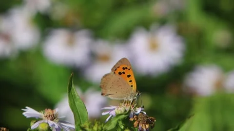 A Small Copper Butterfly Lycaena phlaeas feeding on a flower. Powys, Wales. UK Stock Footage 345063237