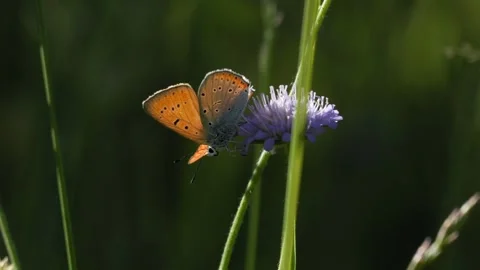 Small Copper Butterfly Perched on Scabious Flower - 4K Macro Wildlife B-Roll Vídeos de archivo 335833023