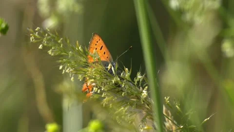 Small Copper Butterfly Perched on Tall Fescue Grass - 4K Wildlife Vídeos de archivo 336187627