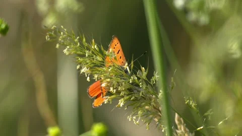 Small Copper Butterfly Perched on Tall Fescue Grass - 4K Wildlife Vídeos de archivo 336187725