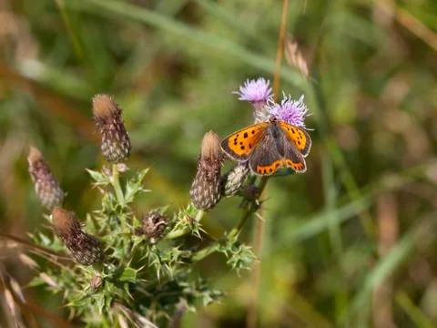 Small copper butterfly Stock Photos