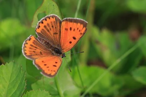 Small copper butterfly Stock Photos